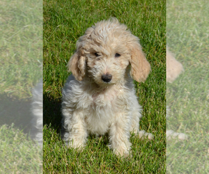 Poodle (Standard) Puppy for sale in SHIPPENSBURG, PA, USA