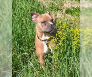 Bullboxer Pit Dogs for adoption in Kewanee, IL, USA