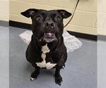 Small American Pit Bull Terrier