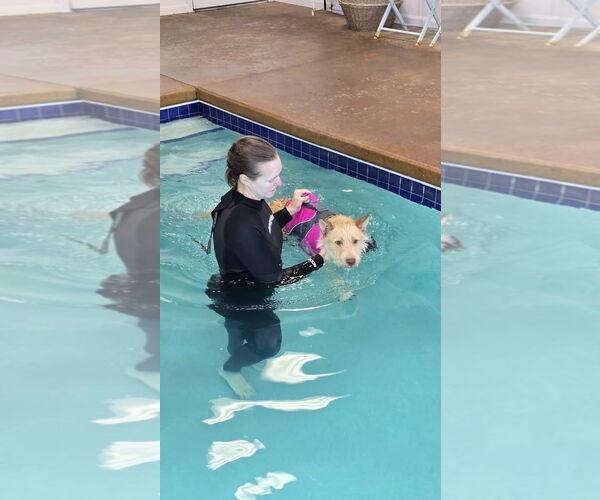 Medium Photo #12 Mutt Puppy For Sale in Grafton, WI, USA