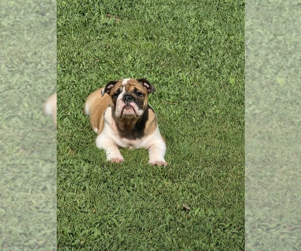 Medium Photo #1 English Bulldogge Puppy For Sale in GOLDSBORO, NC, USA