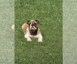 English Bulldogge Puppy for Sale in GOLDSBORO, North Carolina USA