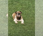 Small English Bulldogge