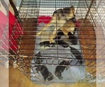 Small Photo #6 German Shepherd Dog Puppy For Sale in SAINT LOUIS, MO, USA