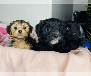 YorkiePoo Puppy for sale in SAN BERNARDINO, CA, USA