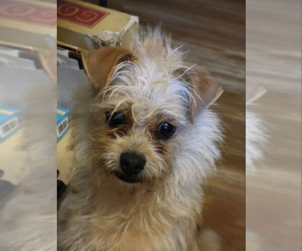 Medium Photo #2 Chihuahua-Unknown Mix Puppy For Sale in Rocky Mount, NC, USA