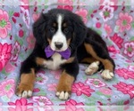 Small Photo #4 Bernese Mountain Dog Puppy For Sale in LANCASTER, PA, USA