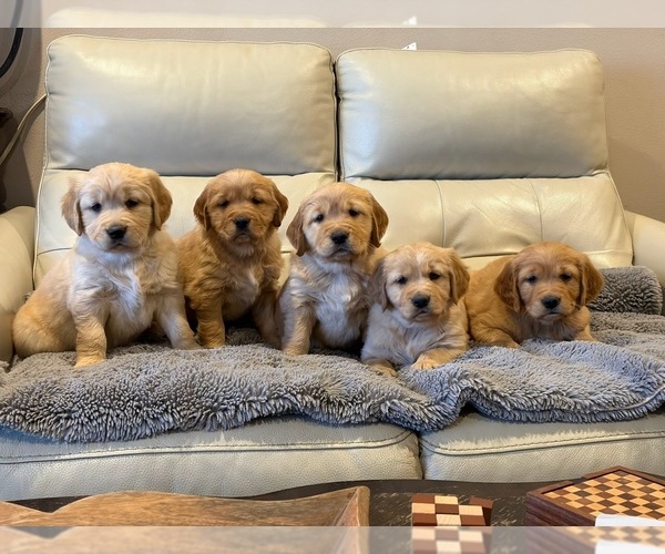 Medium Photo #1 Golden Retriever Puppy For Sale in VANCOUVER, WA, USA