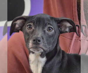 German Shepherd Dog-Unknown Mix Dogs for adoption in Huntley, IL, USA