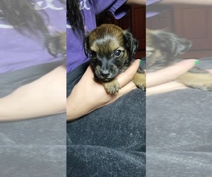 Chiweenie Puppy for sale in CHEYENNE, WY, USA