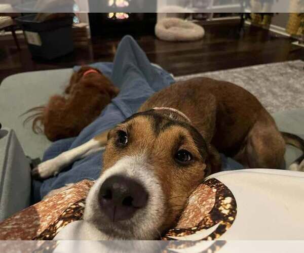 Medium Photo #4 Mutt Puppy For Sale in Springdale, PA, USA