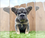 Small Photo #5 French Bulldog Puppy For Sale in CORONA, CA, USA
