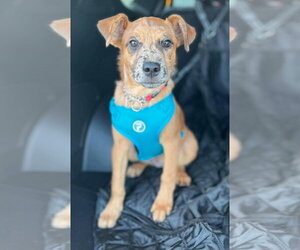 Border Collie-Unknown Mix Dogs for adoption in Des Moines, IA, USA
