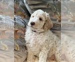 Small Photo #34 Goldendoodle Puppy For Sale in DAVIS, CA, USA