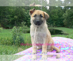 Small #2 German Shepherd Dog