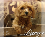Small Photo #6 Cavapoo Puppy For Sale in LEBANON, PA, USA