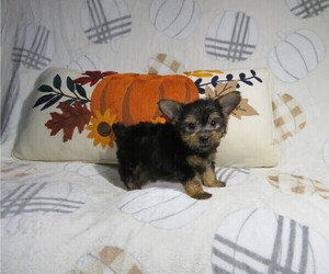 Yorkshire Terrier Puppy for Sale in COOKEVILLE, Tennessee USA