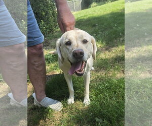 Mutt Dogs for adoption in Belleuve, NE, USA