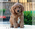 Small Cavapoo (Miniature)