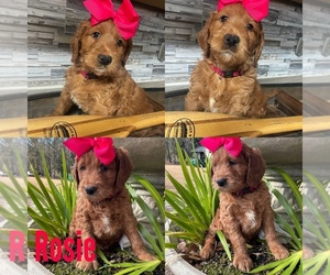 Labradoodle Puppy for sale in LAKE PARK, GA, USA