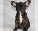 Small Photo #6 French Bulldog Puppy For Sale in BROOKLYN, NY, USA