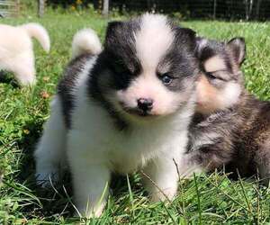 Pomsky Puppy for sale in SAVOY, MA, USA