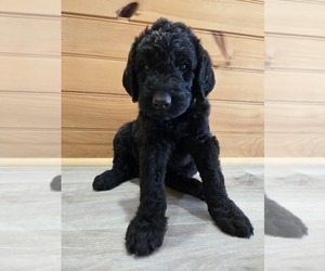 Labradoodle Puppy for sale in WILLIAMSTOWN, KY, USA