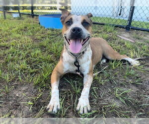 Mutt Dogs for adoption in Ocala, FL, USA
