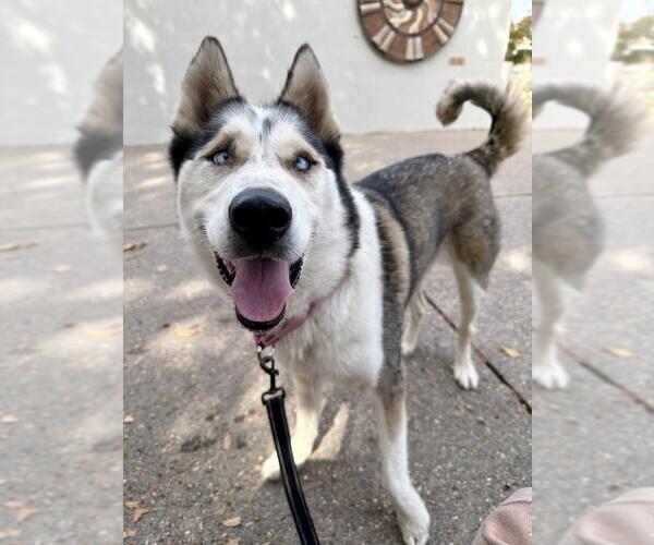 Medium Photo #1 Siberian Husky Puppy For Sale in Santa Maria, CA, USA