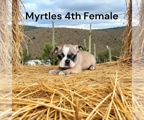 Medium Photo #5 Boston Terrier Puppy For Sale in EWING, KY, USA