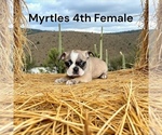 Small #4 Boston Terrier