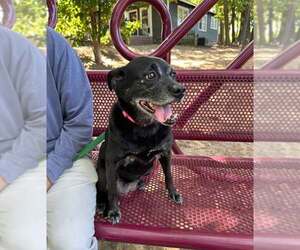 Vixey - Female Labrador Retriever-Unknown Mix Dog for Adoption - Photo #5