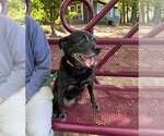 Small Photo #5 Labrador Retriever-Unknown Mix Puppy For Sale in Kennesaw, GA, USA