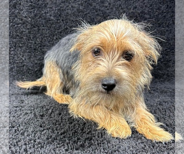 Medium Photo #2 Mutt Puppy For Sale in Grafton, WI, USA
