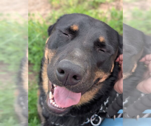 Medium Photo #3 Rottweiler-Unknown Mix Puppy For Sale in Chinook, MT, USA