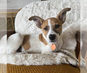Cheagle Dogs for adoption in Bellevue, WA, USA