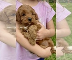 Small #4 Goldendoodle (Miniature)
