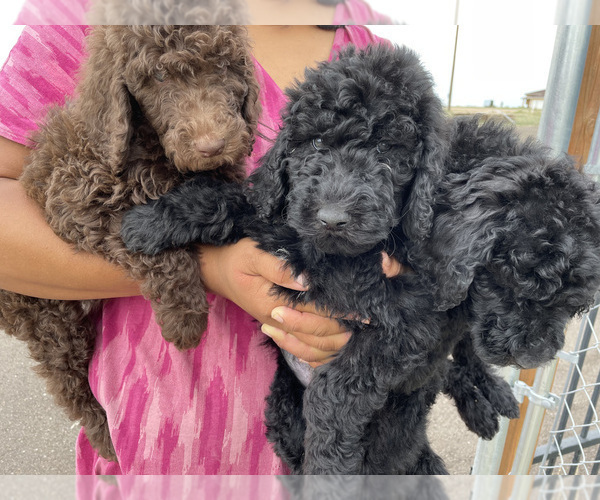 Medium Photo #1 Poodle (Standard) Puppy For Sale in FOUNTAIN, CO, USA
