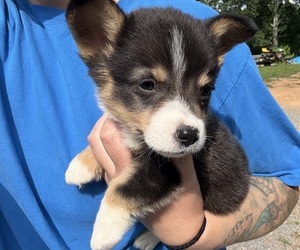 American Corgi Puppy for sale in ADAIRSVILLE, GA, USA