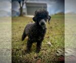 Small #1 Poodle (Toy)