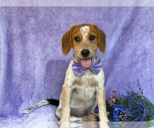 Australian Cattle Dog-Beagle Mix Puppy for sale in LANCASTER, PA, USA
