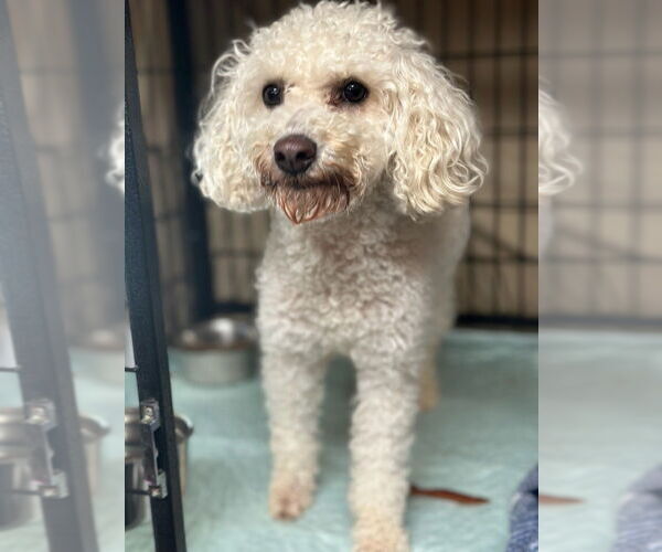 Medium Photo #1 Maltipoo Puppy For Sale in Oak Bluffs, MA, USA