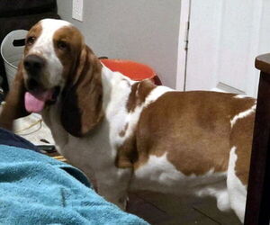 COPPER - Male Basset Hound Dog for Adoption - Photo #4