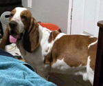 Small #3 Basset Hound