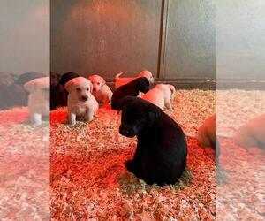Labrador Retriever Puppy for sale in JAMUL, CA, USA
