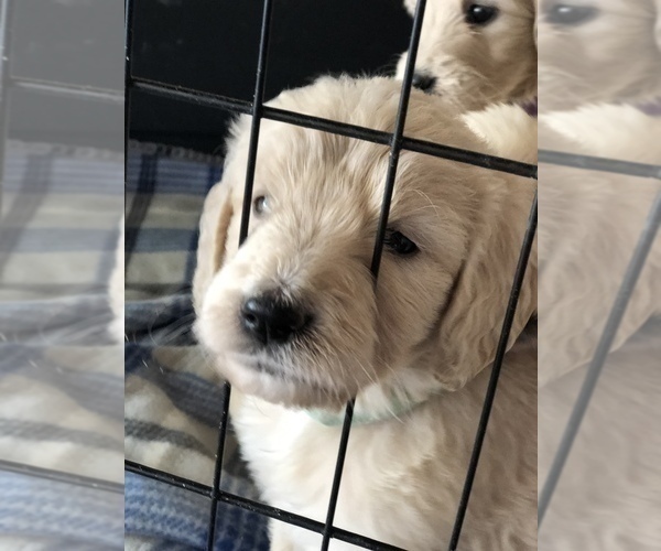 Medium Photo #33 Goldendoodle Puppy For Sale in N HIGHLANDS, CA, USA