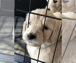 Small Photo #33 Goldendoodle Puppy For Sale in N HIGHLANDS, CA, USA