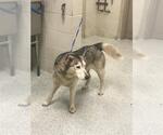 Small Siberian Husky Mix