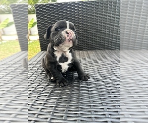 French Bulldog Puppy for sale in HOLLYWOOD, FL, USA