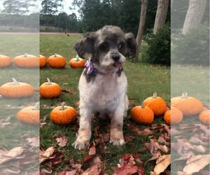Shih Tzu-Unknown Mix Dogs for adoption in Hedgesville, WV, USA